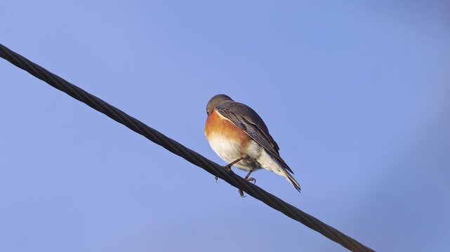 Watch this video of a beautiful female Eastern Bluebird as she perches gracefully on a power line. Observe her subtle colors and calm demeanor as she surveys her surroundings