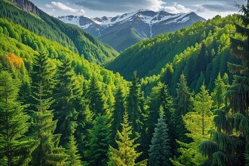 Fototapeta premium Vibrant Green Forest with Stunning Views of Spruce Fir and Pine Trees