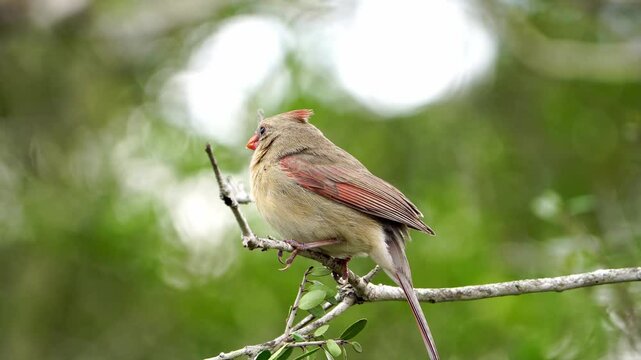 Close-up of a colorful female Cardinal perched in a tree. Detailed view of its vibrant plumage.