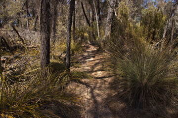 Hiking track to Hippo's Yawn at Wave Rock at Hyden, Western Australia, Australia
