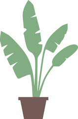 Exotic decorative palm in pot