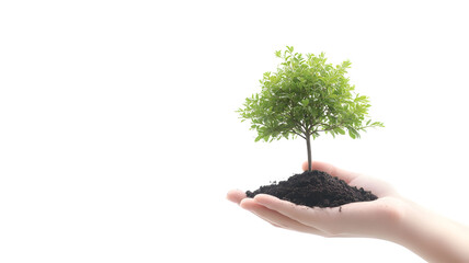 A hand holding a small tree in a dirt pot. The concept of nurturing and growth, as the person is taking care of the plant