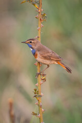 Bluethroat (Luscinia svecica) sings while perched high on a reed in tall golden grasses. Dense reedbed in early light. The vivid throat patch stands out against the neutral vertical lines.