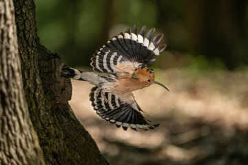 Eurasian hoopoe (Upupa epops) flies into a tree cavity with wings fully extended. Shaded forest interior with soft dappled light. The dramatic wing flare and form draw the eye instantly.