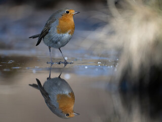 European robin (Erithacus rubecula) stands still on a frozen puddle, perfectly mirrored in the ice. Shaded woodland with subtle foreground blur. Reflection creates a peaceful stillness.