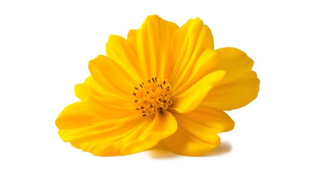 A yellow flower with a white background. The flower is the main focus of the image. The yellow color of the flower is bright and cheerful, and it stands out against the white background