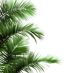 Palm fronds foliage design on transparent background