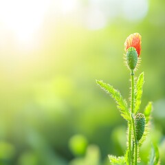 Obraz premium Sunrise Poppy Bud Close Up Photography