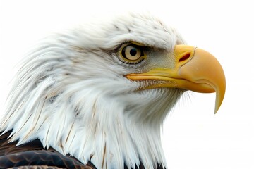 Obraz premium Bald eagle close up sharp beak intense gaze highly detailed feather texture isolated on a white background