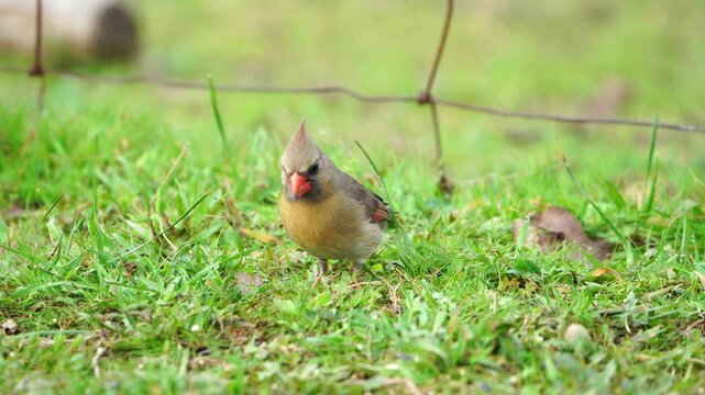 A peaceful scene of a female Cardinal snacking on a sunflower seed on a bright green lawn.