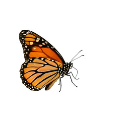 A majestic monarch butterfly in flight, showcasing its vibrant orange and black wings against a clean white background.