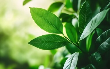 Fototapeta premium Vibrant Green Leaves Nature Background Lush Foliage Closeup Botany