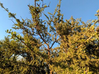 View of an argan tree with spiny branches and small leaves against a bright blue sky background.