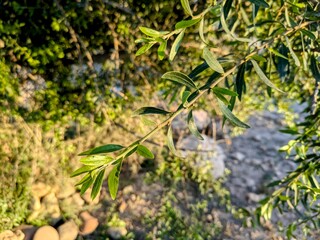 Close-up of an argan tree branch with green leaves in the sunlight