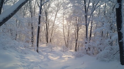 Fototapeta premium A snow covered forest path leading towards the bright sunlight
