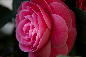 Bright Magenta Camellia Blossom with Layered Petals