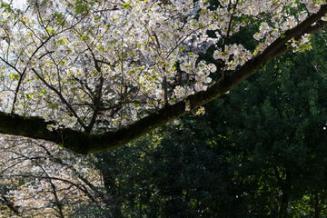 Cherry blossom Sakura tree