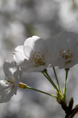 Cherry blossom Sakura tree details