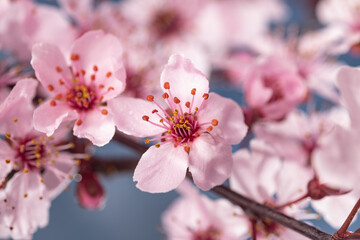 cherry blossom in spring, sakura flowers on blue sky background.