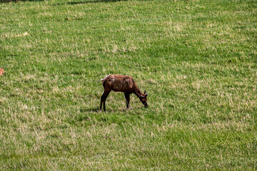 Elk in the grassy meadows at Rocky Mountain National Park.