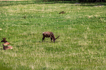 Elk in the grassy meadows at Rocky Mountain National Park.