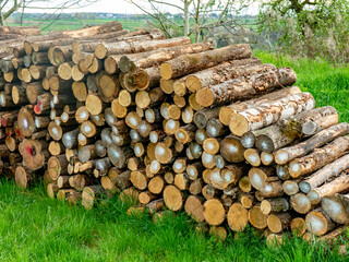 Brennholz Lager auf einer Wiese im Frühjahr © focus finder