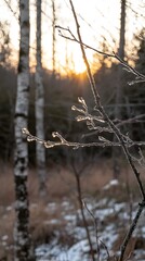 Obraz premium Frozen Winter Branch Sunrise Icy Nature Scene