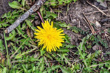 Small yellow flower growing on the tundra at Rocky Mountain National Park.
