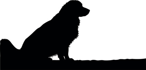 Cute dog posing on a white background. Friendly and loyal pet perfect for animal-related projects, pet care ads, veterinary services, dog training, companionship themes, and family lifestyle visuals.