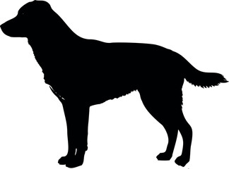 Cute dog posing on a white background. Friendly and loyal pet perfect for animal-related projects, pet care ads, veterinary services, dog training, companionship themes, and family lifestyle visuals.