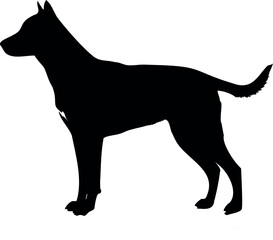 Cute dog posing on a white background. Friendly and loyal pet perfect for animal-related projects, pet care ads, veterinary services, dog training, companionship themes, and family lifestyle visuals.