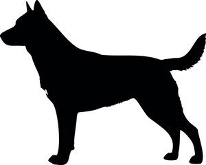 Cute dog posing on a white background. Friendly and loyal pet perfect for animal-related projects, pet care ads, veterinary services, dog training, companionship themes, and family lifestyle visuals.