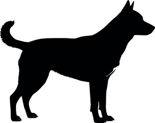 Cute dog posing on a white background. Friendly and loyal pet perfect for animal-related projects, pet care ads, veterinary services, dog training, companionship themes, and family lifestyle visuals.