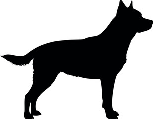 Cute dog posing on a white background. Friendly and loyal pet perfect for animal-related projects, pet care ads, veterinary services, dog training, companionship themes, and family lifestyle visuals.