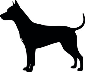 Cute dog posing on a white background. Friendly and loyal pet perfect for animal-related projects, pet care ads, veterinary services, dog training, companionship themes, and family lifestyle visuals.