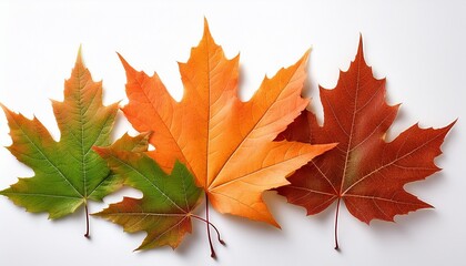 Obraz premium Maple leaves isolated on white background