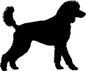 Cute dog posing on a white background. Friendly and loyal pet perfect for animal-related projects, pet care ads, veterinary services, dog training, companionship themes, and family lifestyle visuals.