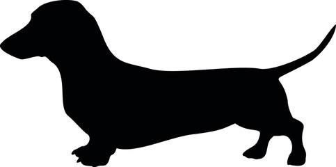 Cute dog posing on a white background. Friendly and loyal pet perfect for animal-related projects, pet care ads, veterinary services, dog training, companionship themes, and family lifestyle visuals.