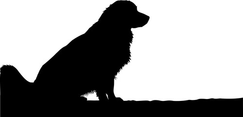 Cute dog posing on a white background. Friendly and loyal pet perfect for animal-related projects, pet care ads, veterinary services, dog training, companionship themes, and family lifestyle visuals.