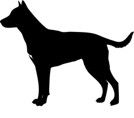 Cute dog posing on a white background. Friendly and loyal pet perfect for animal-related projects, pet care ads, veterinary services, dog training, companionship themes, and family lifestyle visuals.