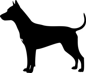 Cute dog posing on a white background. Friendly and loyal pet perfect for animal-related projects, pet care ads, veterinary services, dog training, companionship themes, and family lifestyle visuals.