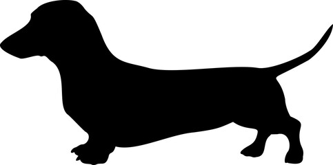 Cute dog posing on a white background. Friendly and loyal pet perfect for animal-related projects, pet care ads, veterinary services, dog training, companionship themes, and family lifestyle visuals.