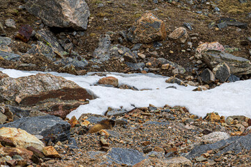 Marmot coming out of the rocky terrain high in the Rocky Mountains on a cold spring day.