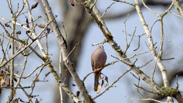 Experience the peaceful vocalizations of a lone Inca Dove in this video, featuring high-quality ambient nature sounds. Observe this solitary bird as it coos and calls