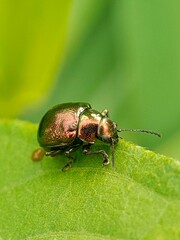 Metallic leaf beetle (Chrysomelidae family) exhibiting iridescent elytra.