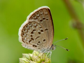 A close-up of a butterfly, likely from the Lycaenidae family (blues), exhibiting characteristically...