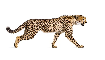 Obraz premium Graceful Cheetah Walking on White Background with Spotty Fur