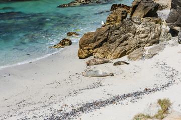 Harbor seals with a little pup rest on a sandy beach beside rugged rocks and turquoise waters in Monterey, California, with a seagull perched above the shoreline
