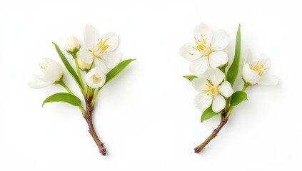 Obraz premium Two White Flower Branches on White Background
