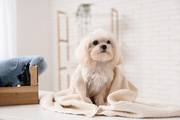 Cute Maltese dog with towel on table in groomer salon